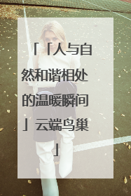 「人与自然和谐相处的温暖瞬间」云端鸟巢