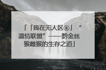 「我在无人区⑧」“温情联盟”——黔金丝猴雌猴的生存之道