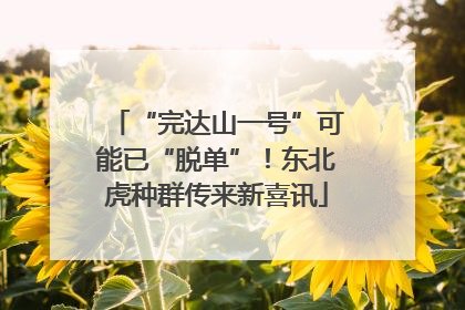 “完达山一号”可能已“脱单”！东北虎种群传来新喜讯