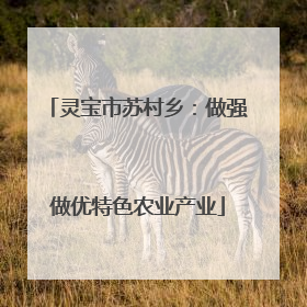 灵宝市苏村乡：做强做优特色农业产业