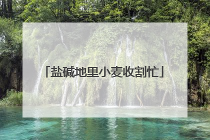 盐碱地里小麦收割忙