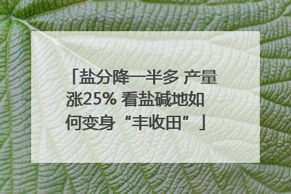 盐分降一半多 产量涨25% 看盐碱地如何变身“丰收田”