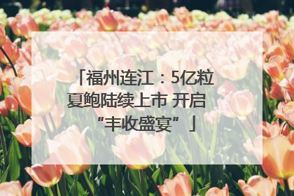 福州连江：5亿粒夏鲍陆续上市 开启“丰收盛宴”