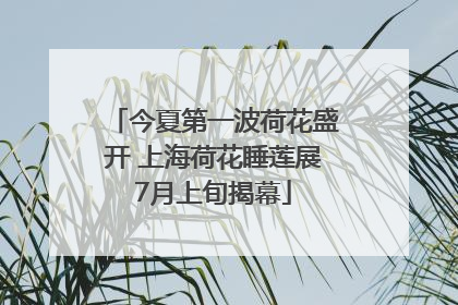 今夏第一波荷花盛开 上海荷花睡莲展7月上旬揭幕