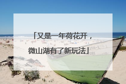 又是一年荷花开，微山湖有了新玩法