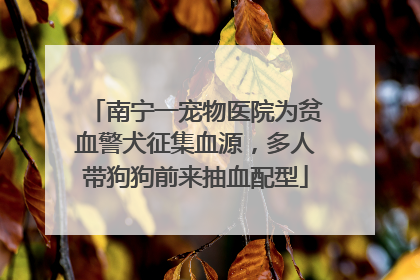 南宁一宠物医院为贫血警犬征集血源，多人带狗狗前来抽血配型