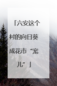 六安这个村的向日葵成花市“宠儿”