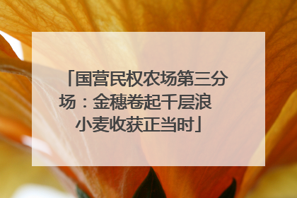 国营民权农场第三分场：金穗卷起千层浪 小麦收获正当时