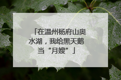 在温州杨府山奥水湖，我给黑天鹅当“月嫂”