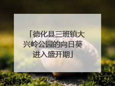 德化县三班镇大兴岭公园的向日葵进入盛开期