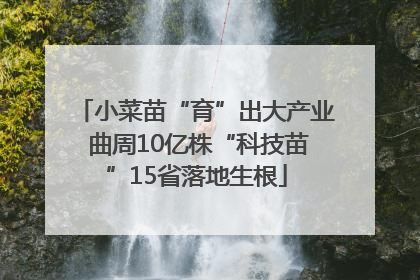 小菜苗“育”出大产业 曲周10亿株“科技苗”15省落地生根
