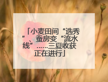 小麦田间“选秀”、蚕房变“流水线”……三夏收获正在进行