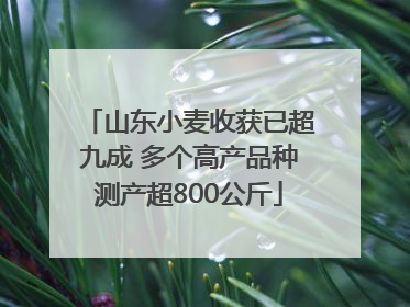 山东小麦收获已超九成 多个高产品种测产超800公斤