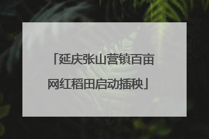 延庆张山营镇百亩网红稻田启动插秧