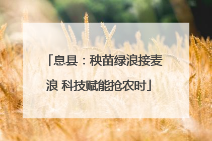 息县：秧苗绿浪接麦浪 科技赋能抢农时