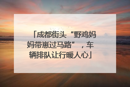 成都街头“野鸡妈妈带崽过马路”，车辆排队让行暖人心