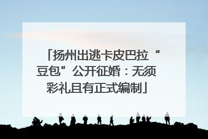 扬州出逃卡皮巴拉“豆包”公开征婚：无须彩礼且有正式编制