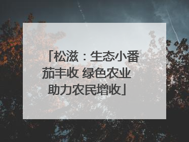 松滋：生态小番茄丰收 绿色农业助力农民增收