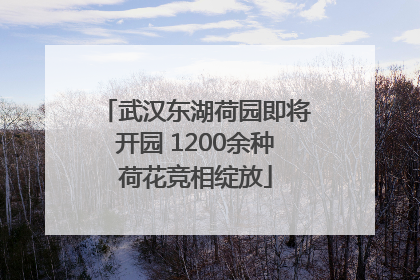 武汉东湖荷园即将开园 1200余种荷花竞相绽放