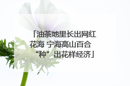 油茶地里长出网红花海 宁海高山百合“种”出花样经济