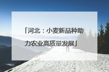 河北：小麦新品种助力农业高质量发展