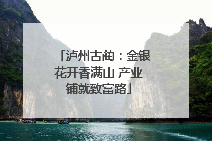 泸州古蔺：金银花开香满山 产业铺就致富路