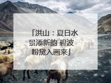 洪山：夏日水景添新韵 碧波粉黛入画来