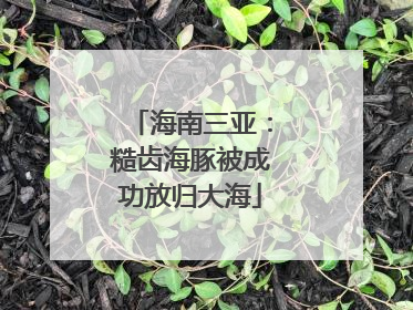 海南三亚：糙齿海豚被成功放归大海