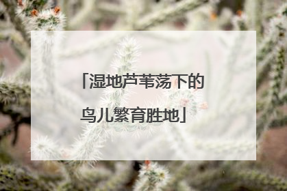 湿地芦苇荡下的鸟儿繁育胜地
