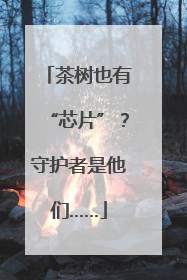 茶树也有“芯片”？守护者是他们……