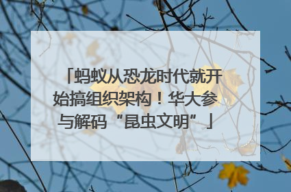 蚂蚁从恐龙时代就开始搞组织架构！华大参与解码“昆虫文明”