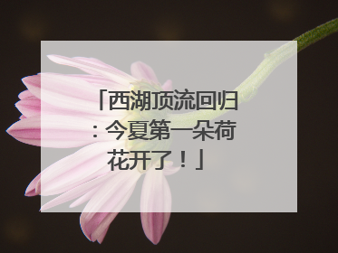 西湖顶流回归：今夏第一朵荷花开了！