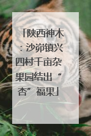 陕西神木：沙峁镇兴四村千亩杂果园结出“杏”福果