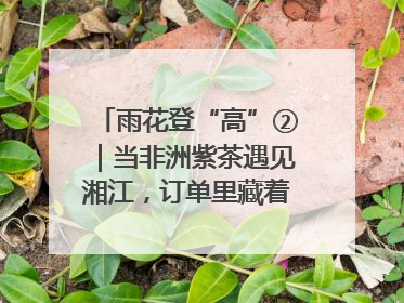 雨花登“高”②｜当非洲紫茶遇见湘江，订单里藏着共富密码