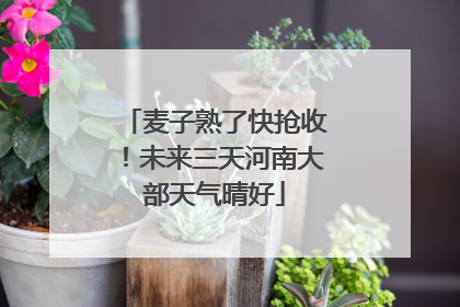 麦子熟了快抢收！未来三天河南大部天气晴好