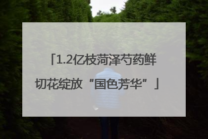 1.2亿枝菏泽芍药鲜切花绽放“国色芳华”