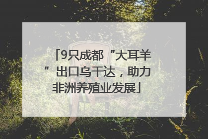 9只成都“大耳羊”出口乌干达，助力非洲养殖业发展